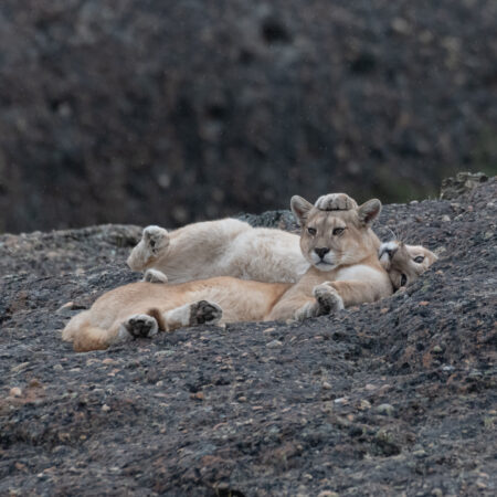 Puma Wild Experience